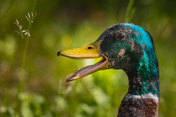 Mallard