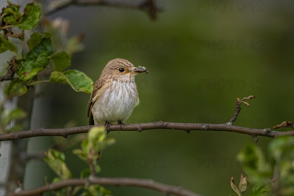 Spotted flycatcher