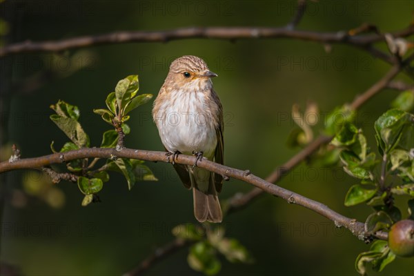 Spotted flycatcher