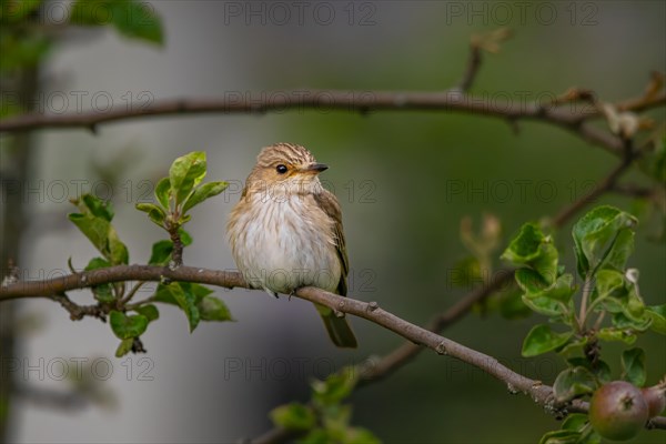 Spotted flycatcher