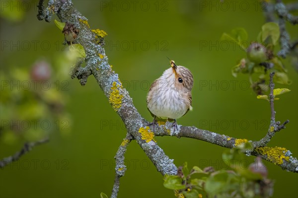 Spotted flycatcher