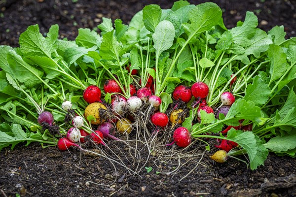 Colourful radish