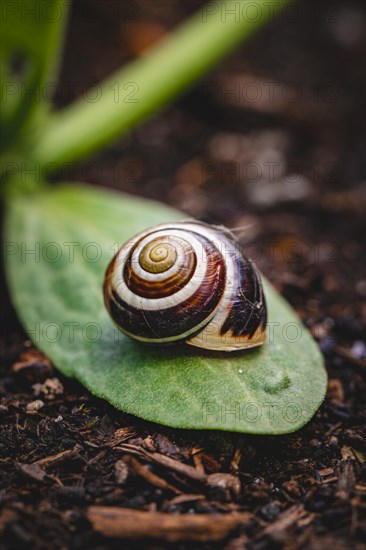 White-lipped snail