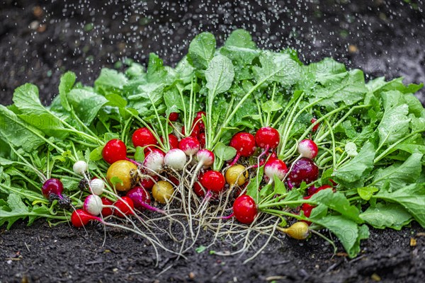 Colourful radishes