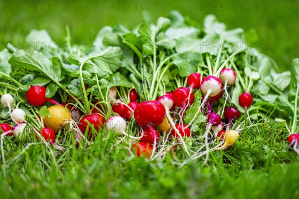 Colourful radishes