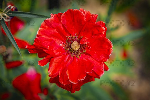 Red poppy