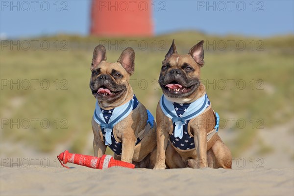 Two happy brown French Bulldog dogs wearing matching maritime harnesses with sailor collars sitting on beach on vacations