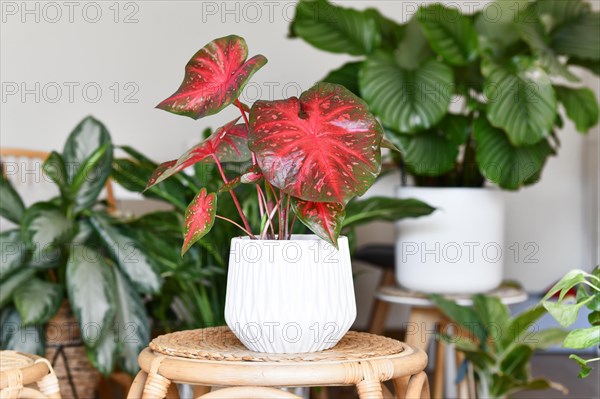 Exotic Caladium Red Flash houseplant in flower pot on table surrounded by many plants in living room