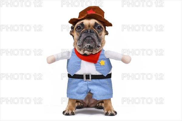 Funny French Bulldog dog wearing a Carnival or Halloween cowboy full body costume with fake arms on white background