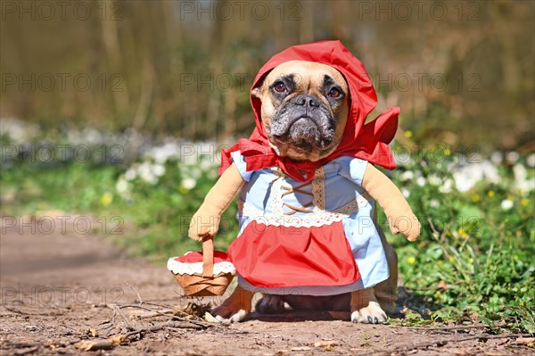 Funny French Bulldog dos dressed up as fairytale character Little Red Riding Hood with full body costumes with fake arms wearing basket in forest