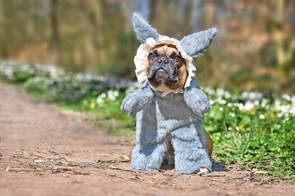 Funny French Bulldog dog dressed up as Big Bad Wolf from fairytale Little Red Riding Hood with furry full body costumes with fake arms and nightcap standing in forest