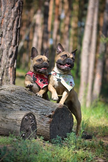 Two happy French Bulldog dogs leaning on tree stump synchronically waving with one paw