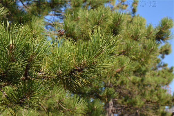 Close up of European 'Pinus ponderosa' western yellow pine tree in North Netherlands