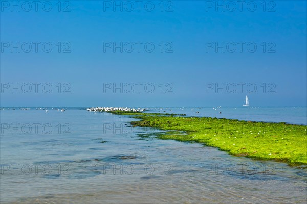 Dyke on sea covered in bright green algae with white hering seagulls gathering on summer day in front of blue sky