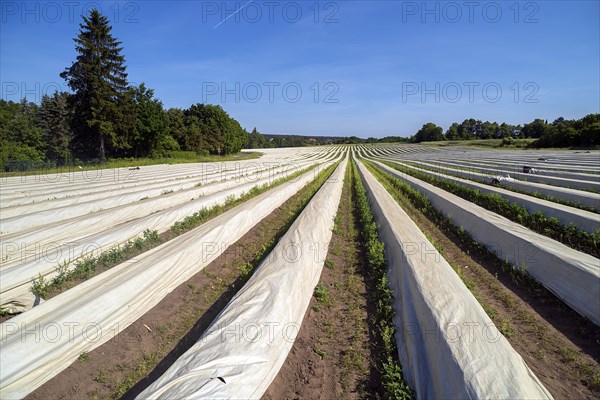 Asparagus field covered with white foil