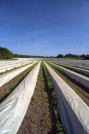 Asparagus field covered with white foil