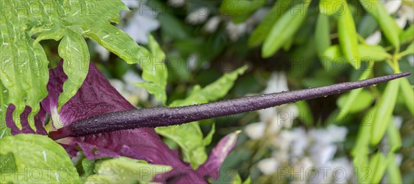 Flower of a dragonwort