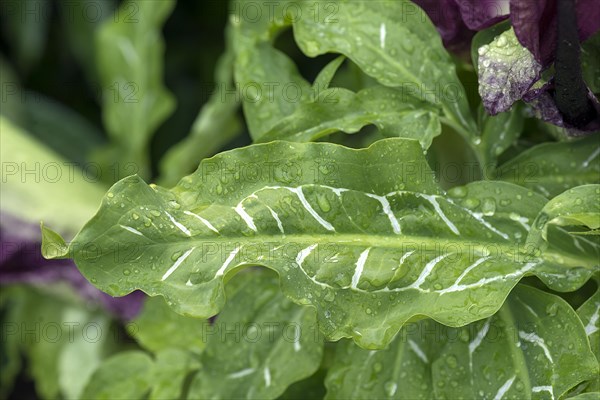 Leaf of a common dragonwort