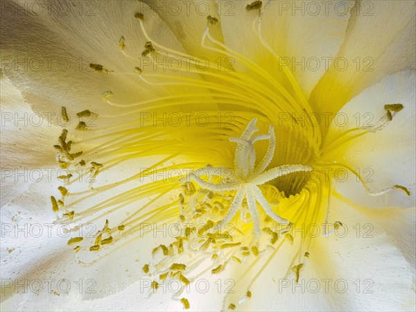 Flower of the cactus Queen of the Night