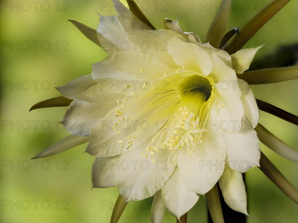 Flower of the cactus Queen of the Night