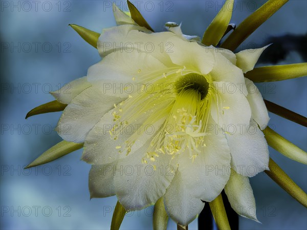 Flower of the cactus Queen of the Night