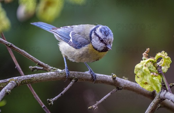 Blue Tit