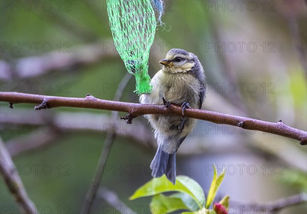 Blue Tit