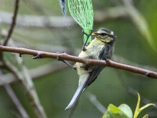 Young blue tit