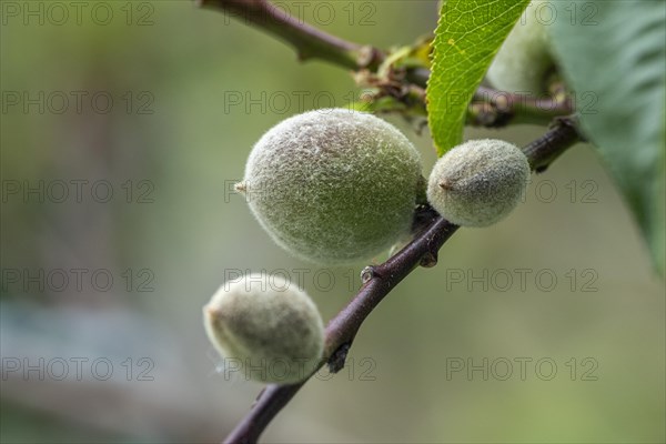 Unripe peach fruit on a peach tree