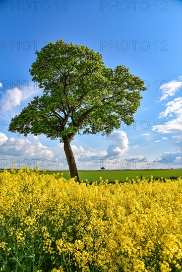 Rape field in blossom with maple tree