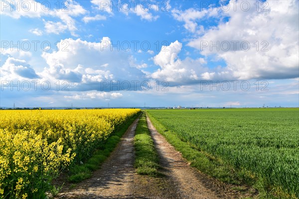 Field path between a flowering rape rock and a grain field in spring