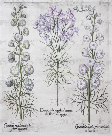 Field and garden delphinium