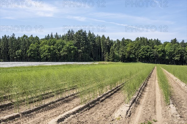 Growing asparagus in the Donaumoos near Schrobenhausen in Bavaria