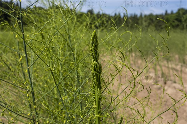 Growing asparagus in the Donaumoos near Schrobenhausen in Bavaria