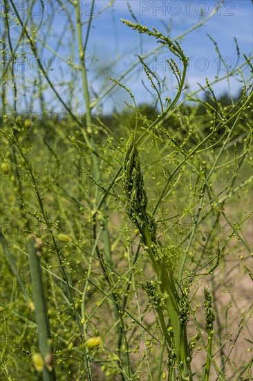 Growing asparagus in the Donaumoos near Schrobenhausen in Bavaria