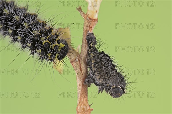 Small emperor moth