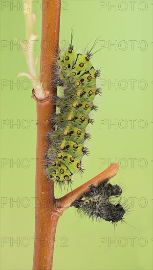 Small emperor moth