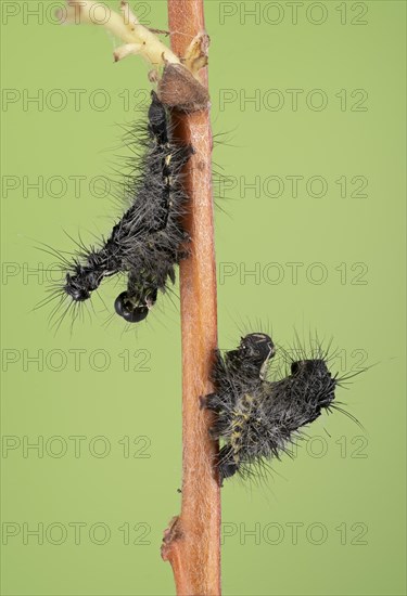 Small emperor moth