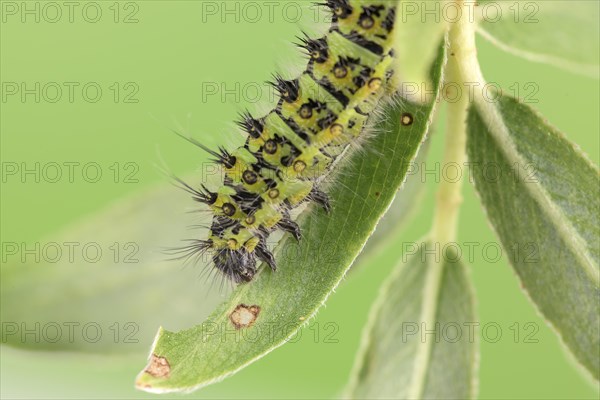 Small emperor moth