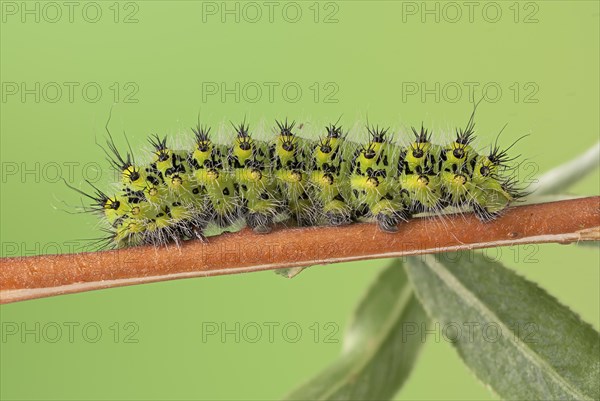 Small emperor moth