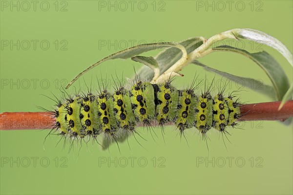 Small emperor moth