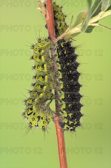 Small emperor moth