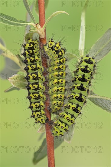 Small emperor moth