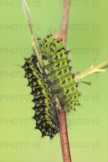 Small emperor moth