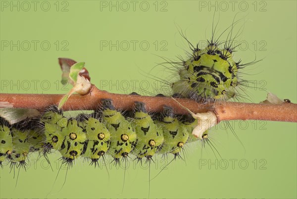 Small emperor moth