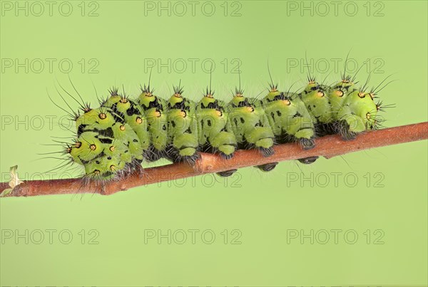 Small emperor moth