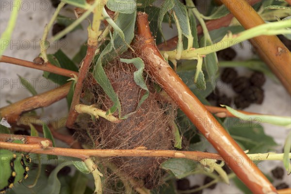 Breeding of caterpillars of the small night peacock