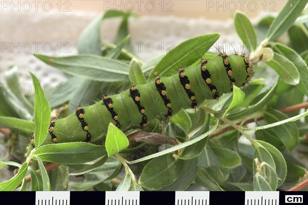 Small emperor moth