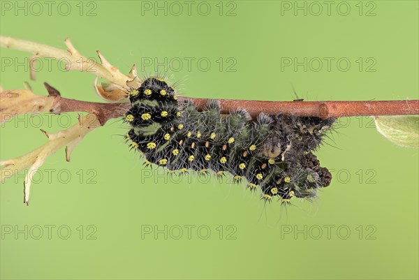 Small emperor moth