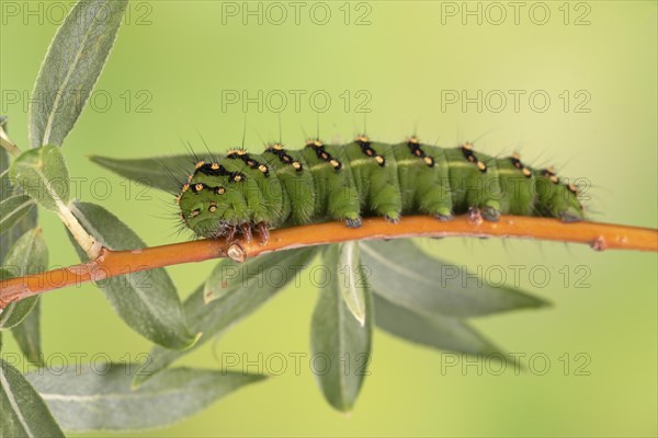 Small emperor moth